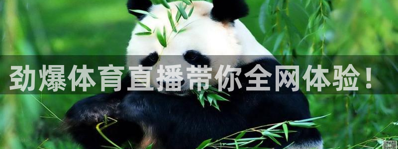 劲爆体育直播带你全网体验！