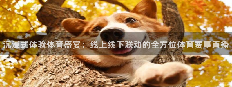 沉浸式体验体育盛宴：线上线下联动的全方位体育赛事直播